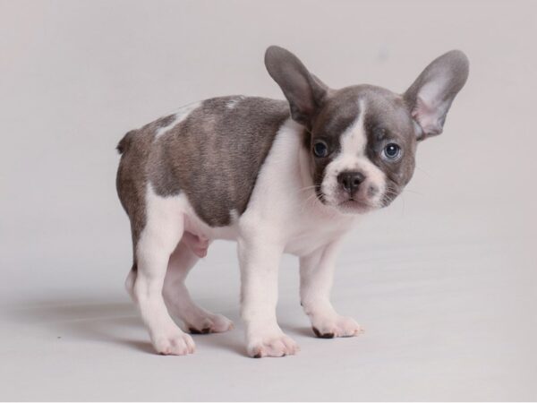 [#19808] Blue Pied Male French Bulldog Puppies For Sale