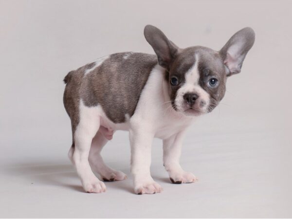 French Bulldog Dog Male Blue Pied 19808 Petland Topeka, Kansas