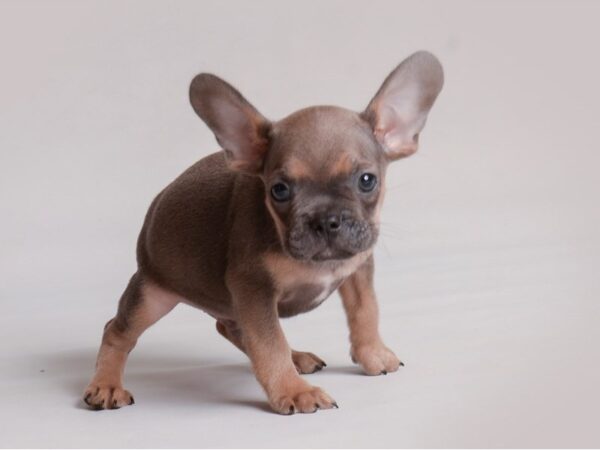 French Bulldog-Dog-Male-Blue Fawn-19809-Petland Topeka, Kansas