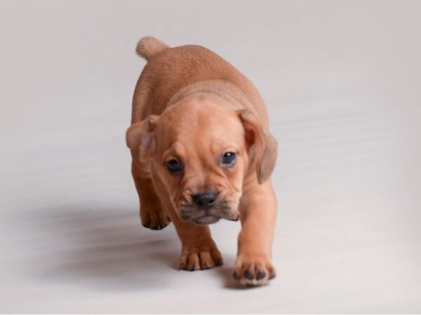 Freagle Dog Male Fawn 19816 Petland Topeka, Kansas