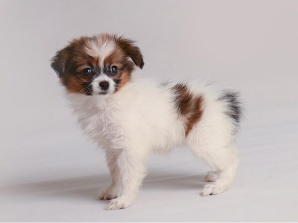 [#19820] Red White / Sable Female Papillon Puppies For Sale