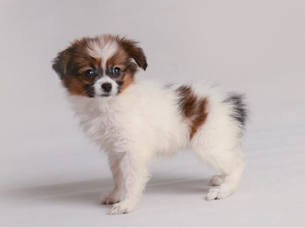 Papillon Dog Female Red White / Sable 19820 Petland Topeka, Kansas