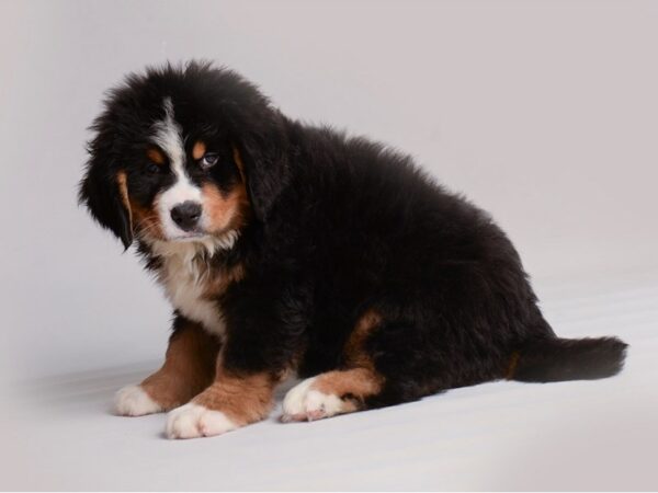 Bernese Mountain Dog Dog Male Black White / Tan 19824 Petland Topeka, Kansas