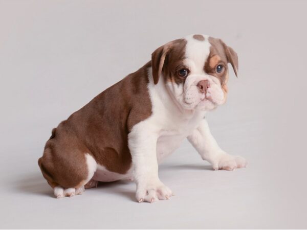 Bulldog Dog Female Chocolate White Tan 19825 Petland Topeka, Kansas