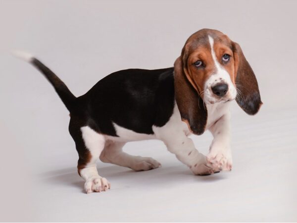 Basset Hound Dog Female Black Tan / White 19797 Petland Topeka, Kansas