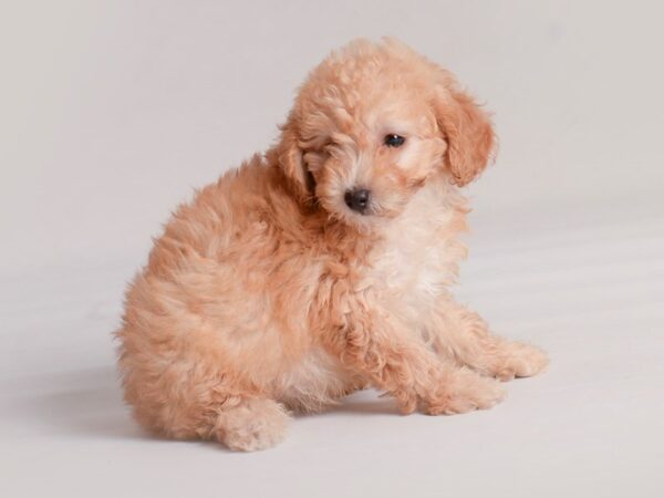 Poodle Dog Female Apricot 19836 Petland Topeka, Kansas