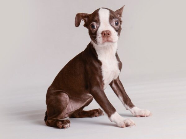 [#19835] Seal / White Female Boston Terrier Puppies For Sale