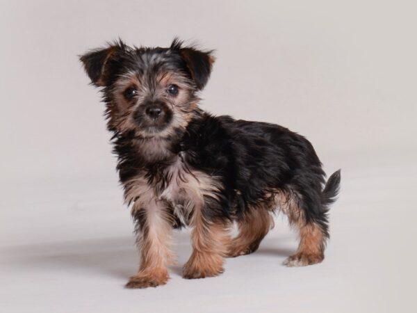 Morkie Dog Female Black / Tan 19834 Petland Topeka, Kansas