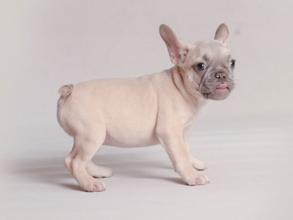 French Bulldog-Dog-Male-Lilac-19831-Petland Topeka, Kansas