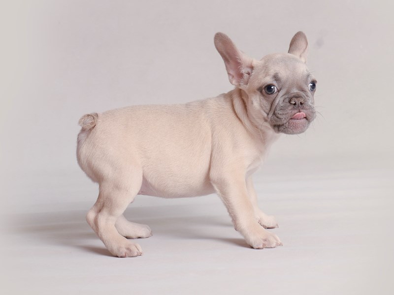 French Bulldog-Dog-Male-Lilac-3815119-Petland Topeka, Kansas