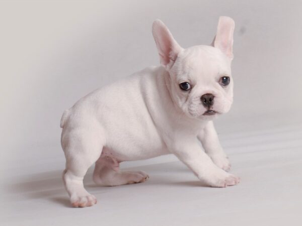 [#19818] White Male French Bulldog Puppies For Sale