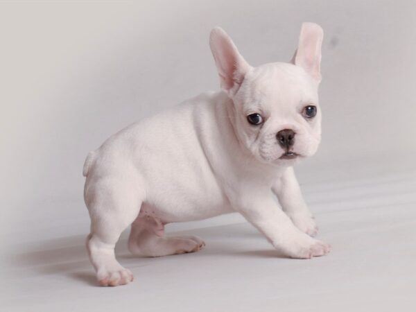 French Bulldog Dog Male White 19818 Petland Topeka, Kansas