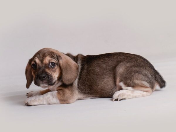 Freagle Dog Male Tri Color 19817 Petland Topeka, Kansas