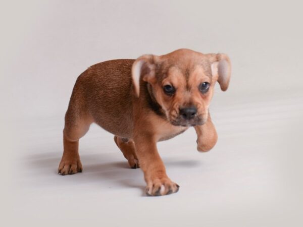 [#19811] Sable Male Freagle Puppies For Sale