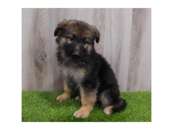 German Shepherd Dog Dog Female Black / Tan 19845 Petland Topeka, Kansas