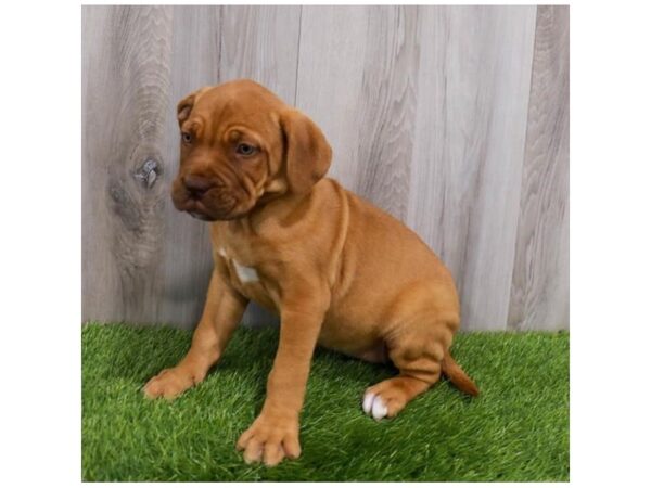 Dogue de Bordeaux Dog Female Red 19844 Petland Topeka, Kansas