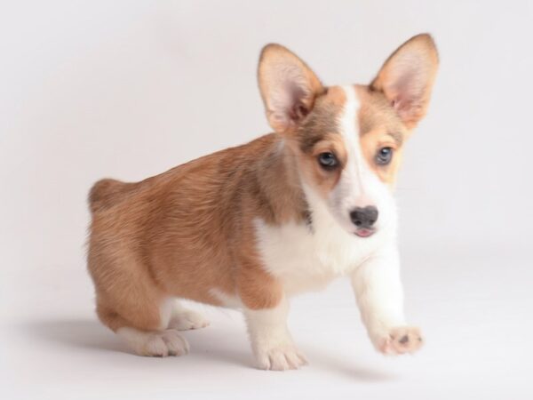 Pembroke Welsh Corgi Dog Female 19851 Petland Topeka, Kansas