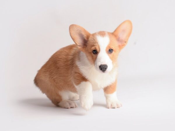 Pembroke Welsh Corgi Dog Female 19850 Petland Topeka, Kansas