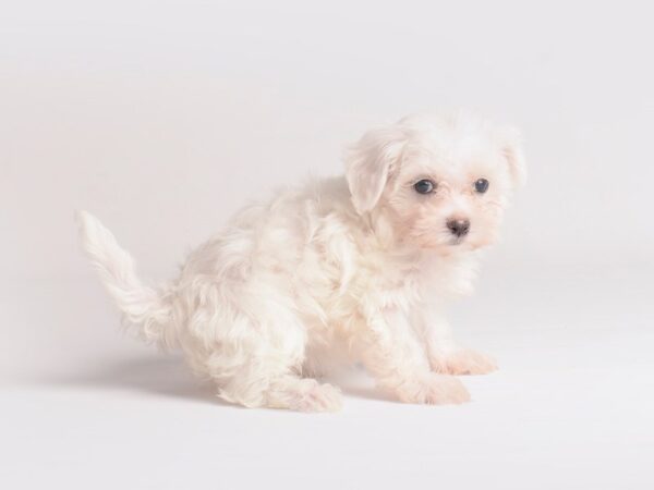 Maltese Dog Female White 19849 Petland Topeka, Kansas