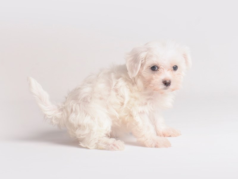 Maltese-Dog-Female-White-3833558-Petland Topeka, Kansas