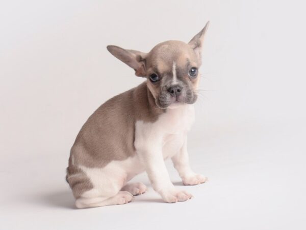 French Bulldog Dog Female Blue Fawn 19848 Petland Topeka, Kansas