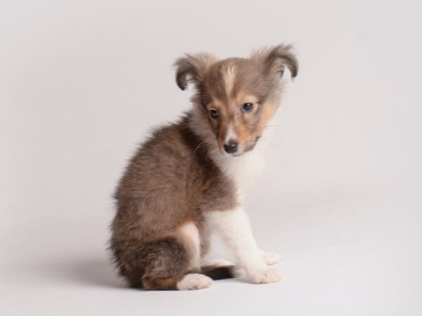 Shetland Sheepdog Dog Female Sable / White 19841 Petland Topeka, Kansas