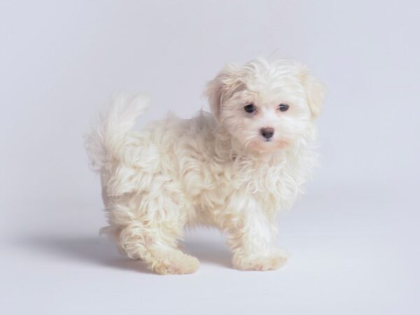 Maltese Dog Female White 19839 Petland Topeka, Kansas