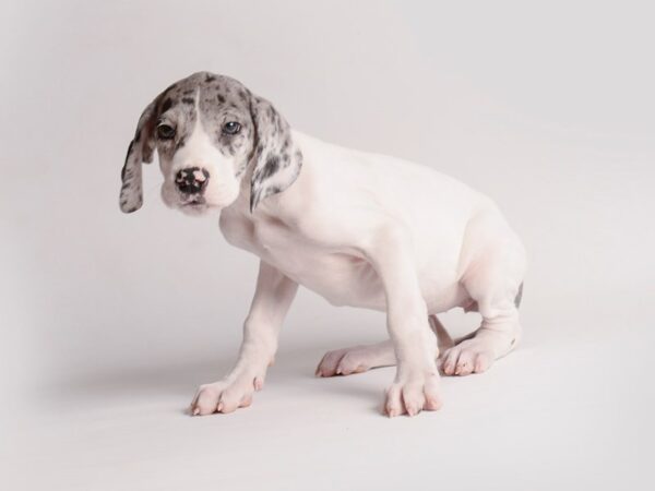 Great Dane Dog Female Mantle Merle 19838 Petland Topeka, Kansas