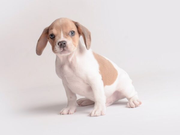 Freagle Dog Male Fawn Pied 19813 Petland Topeka, Kansas