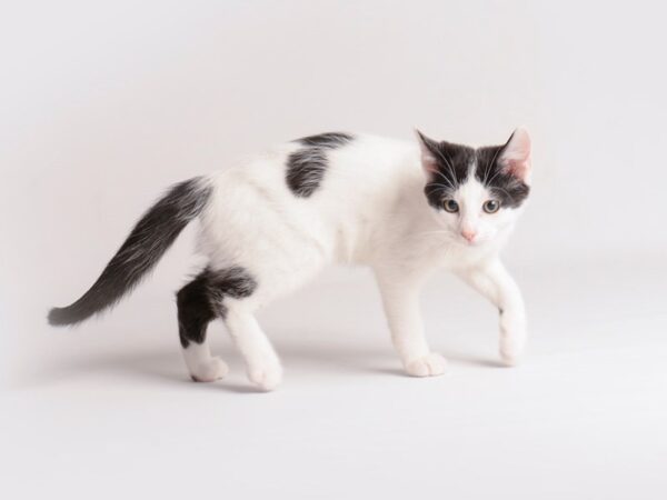 [#19744] Black and White Male Domestic Short Hair Kittens For Sale
