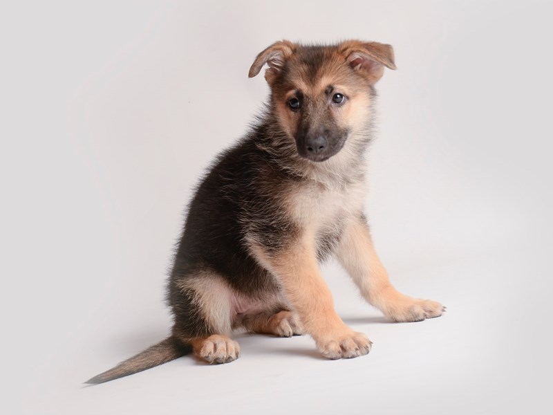 German Shepherd Dog-Dog-Female-Black / Tan-3831768-Petland Topeka, Kansas