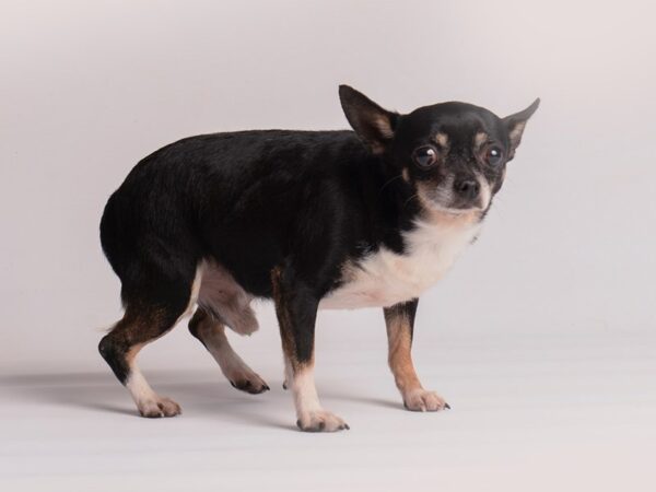 Chihuahua Dog Male Tri Color 19862 Petland Topeka, Kansas