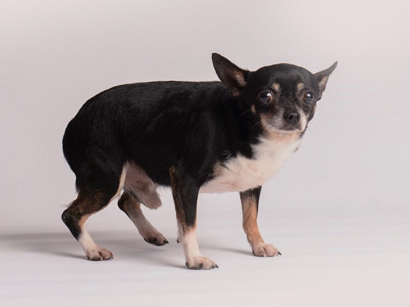 Chihuahua-Dog-Male-Tri Color-3841869-Petland Topeka, Kansas