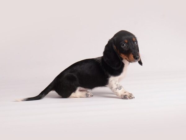 Dachshund Dog Female Black White / Tan 19860 Petland Topeka, Kansas