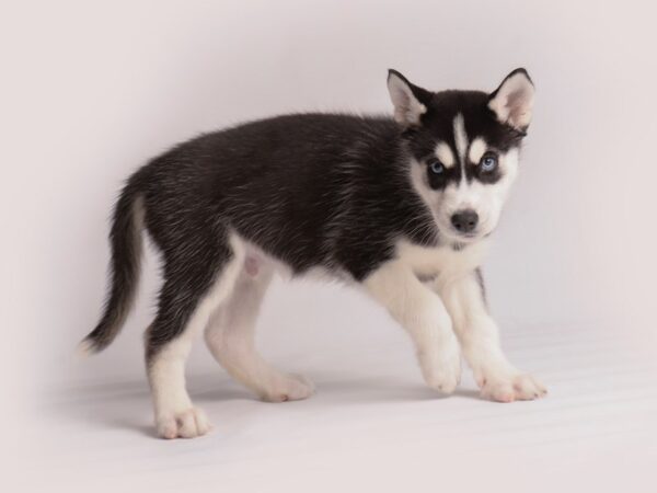 Siberian Husky Dog Male Black / White 19859 Petland Topeka, Kansas