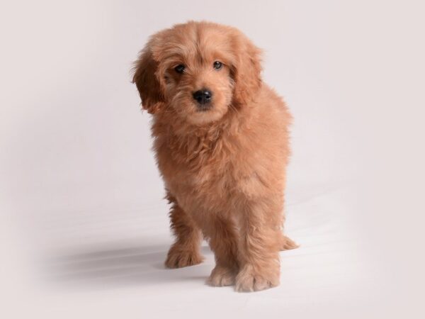 Goldendoodle Mini Dog Male Golden 19856 Petland Topeka, Kansas