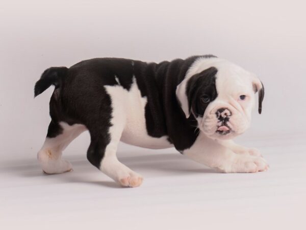 Victorian Bulldog Dog Female Black / White 19855 Petland Topeka, Kansas