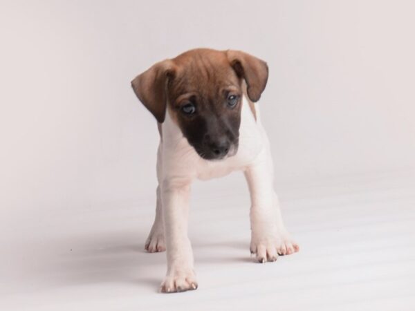 Jack Russell Terrier Dog Male White 19854 Petland Topeka, Kansas