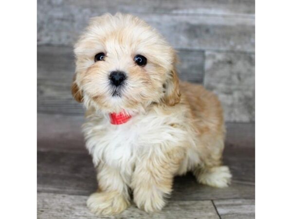 Yorkiepoo Dog Female Apricot 19873 Petland Topeka, Kansas