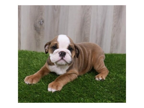 Bulldog Dog Female Fawn 19875 Petland Topeka, Kansas