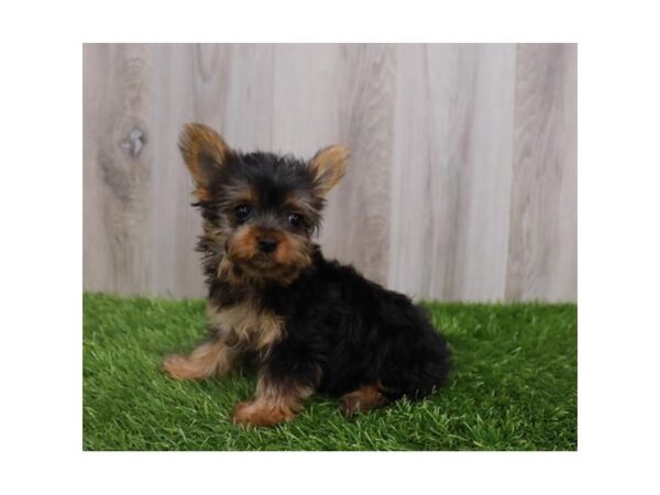 Yorkshire Terrier Dog Female Black / Tan 19879 Petland Topeka, Kansas