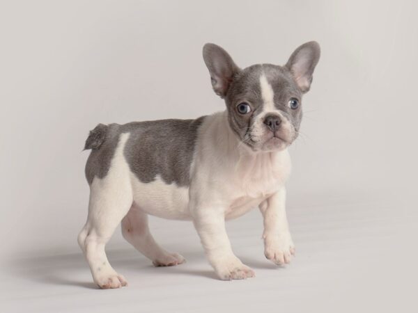 French Bulldog Dog Female Blue 19878 Petland Topeka, Kansas