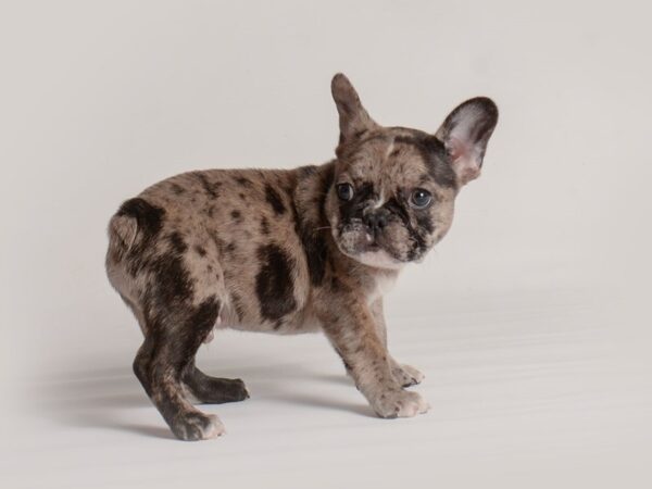 French Bulldog Dog Male Merle 19876 Petland Topeka, Kansas