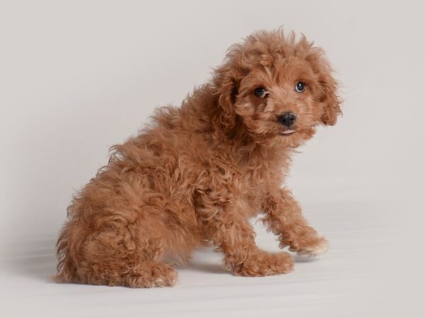 Cavapoo Dog Female Ruby 19872 Petland Topeka, Kansas