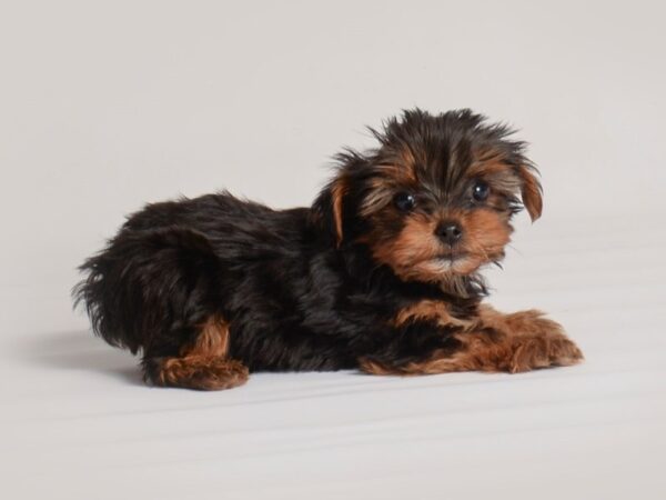 Yorkshire Terrier Dog Male Black / Tan 19871 Petland Topeka, Kansas