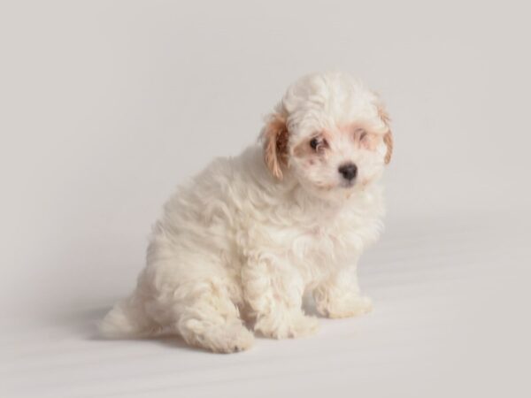 Poodle Dog Female Apricot 19869 Petland Topeka, Kansas