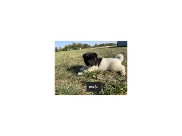 Akita Dog Male Black / White 19890 Petland Topeka, Kansas