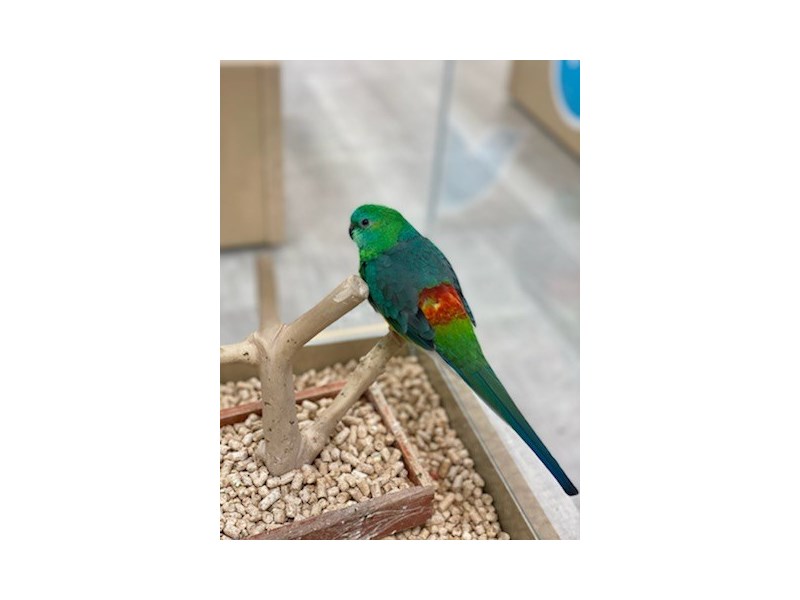 [#19606] Male Red Rumped Parakeet Birds For Sale #1