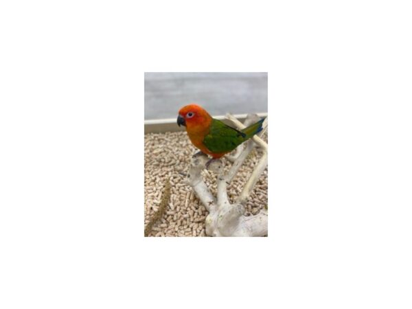 Sun Conure-Bird---19603-Petland Topeka, Kansas