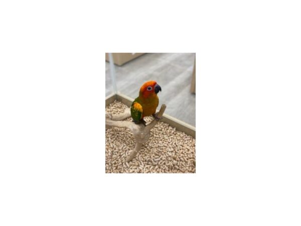 Red Factor Sun Conure-Bird--Red Factor-19602-Petland Topeka, Kansas